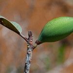 Pichonia daenikeri Плід
