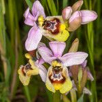 Ophrys tenthredinifera फूल