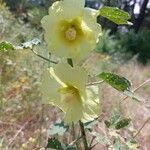 Alcea rugosa Flower