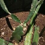 Hylocereus trigonus Blad