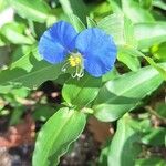 Commelina erecta Blomst