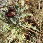 Carlina lanata Foglia