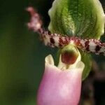 Paphiopedilum glaucophyllum Květ