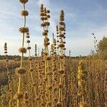 Phlomoides tuberosa Habitus