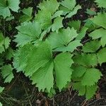 Achlys triphylla Leaf