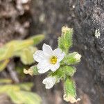 Cerastium kunthii Λουλούδι