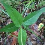 Asclepias quadrifolia Leaf