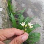 Nothoscordum gracileBlüte