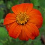 Tithonia rotundifoliaBlüte