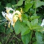 Lonicera japonica Kwiat