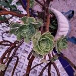 Aeonium balsamiferum 叶