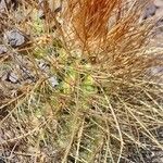 Parodia aureicentra Corteza