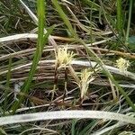 Carex humilis Flower