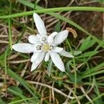 Leontopodium nivaleFlower