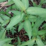 Persicaria odorata Blad