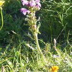 Pedicularis gyroflexa عادت