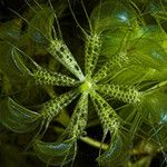 Aldrovanda vesiculosa Blatt