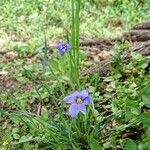 Sisyrinchium langloisii 花