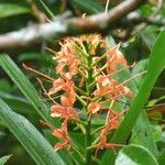 Hedychium coccineum 花