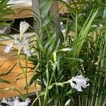 Iris formosana Virág