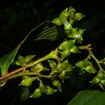 Tetracera volubilis फल