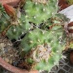 Matucana krahnii 葉