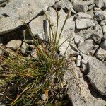 Carex glacialis Habit