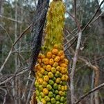Amorphophallus hildebrandtii Fruto