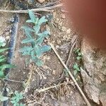 Isatis tinctoria Feuille