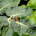 Solanum lycopersicum Leaf