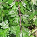 Peucedanum alsaticum Leaf