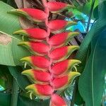 Heliconia rostrataFlower