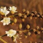 Isoberlinia tomentosa Floro