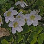 Oxalis acetosella Fleur