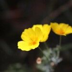 Eschscholzia californica Blüte