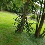 Juniperus virginiana Lehti