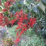 Salvia splendens ফুল
