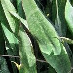 Sansevieria hyacinthoides Blad