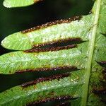 Pteris catoptera برگ