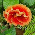 Hibiscus rosa-sinensisফুল