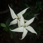 Rosenbergiodendron formosum പുഷ്പം