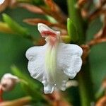 Alpinia caerulea Květ