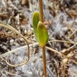 Centaurium tenuiflorum Листок