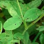 Trifolium aureum Folha