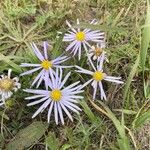 Aster amellusBlomma