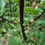 Scrophularia trifoliata Libunga