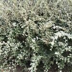 Cotoneaster franchetii Leaf