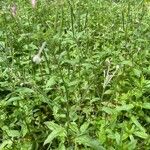 Epilobium roseum Flors