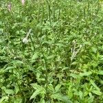 Epilobium roseum Virág