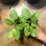 Peperomia serpens Folla